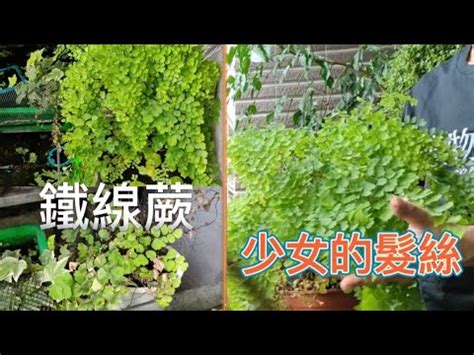 鐵線蕨 風水|【鐵線蕨風水】不容錯過的室內綠意！深入解析鐵線蕨風水奧秘